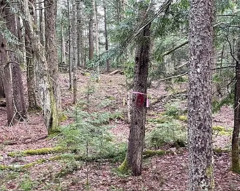 192 Pingree Park Lane Londonderry VT 05148