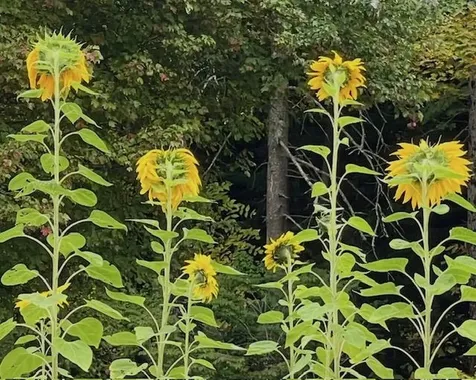 192 Pingree Park Lane Londonderry VT 05148