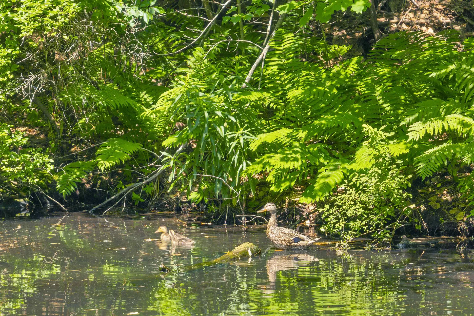 4 Rustic Shores Road Alton NH 03809