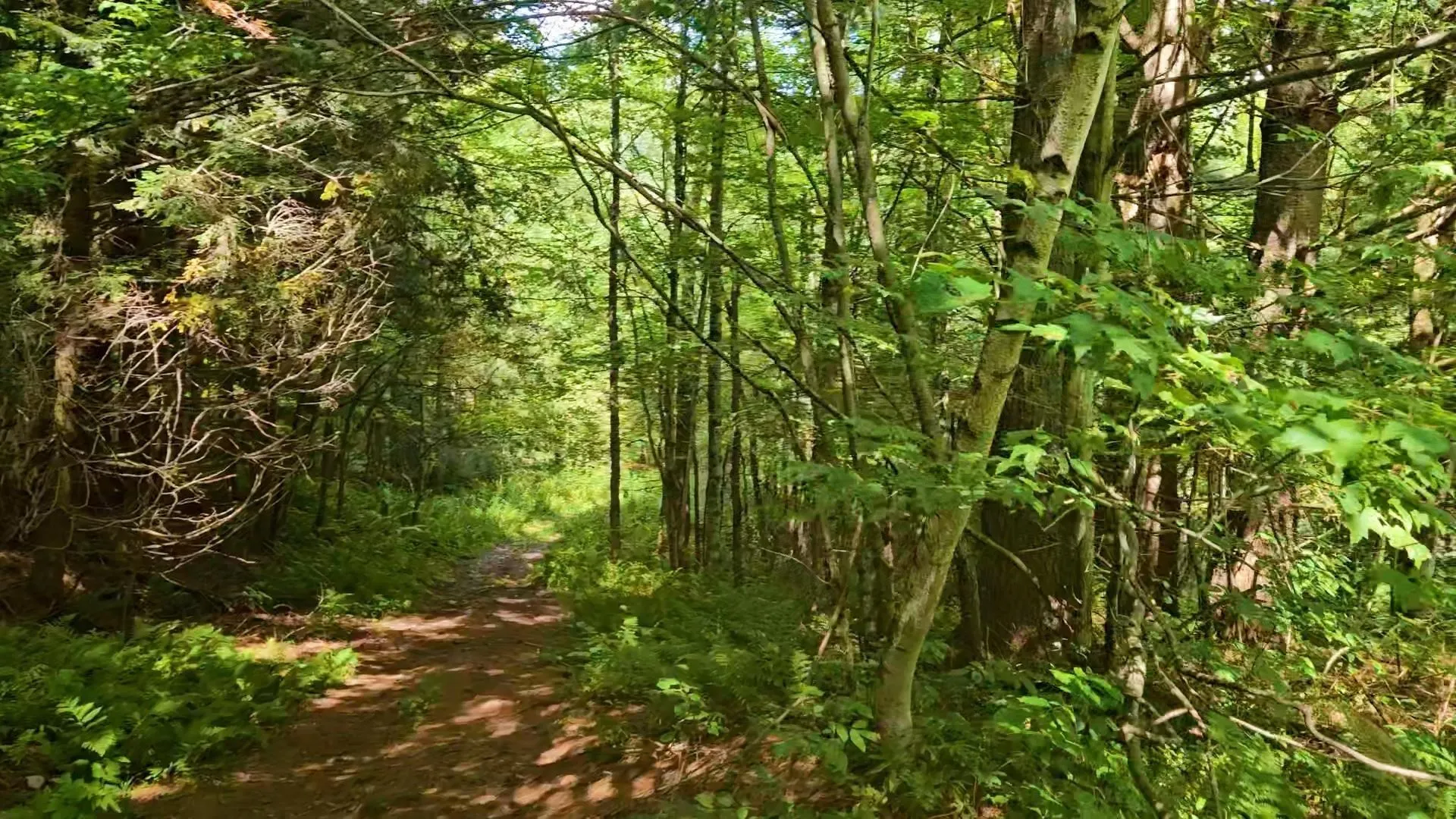 Lot 4 Berry Road Berkshire VT 05450