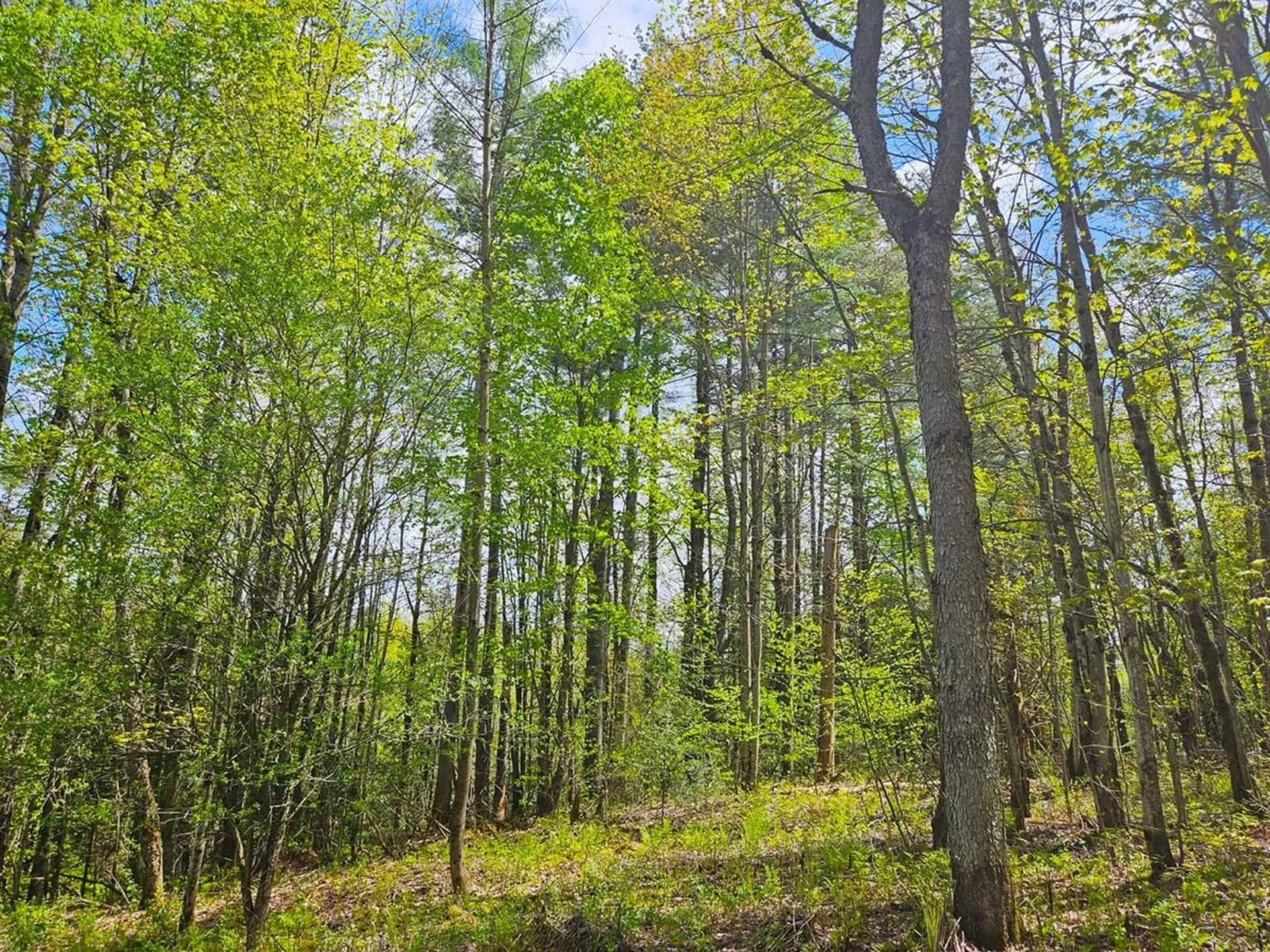 Lot 4 Berry Road Berkshire VT 05450