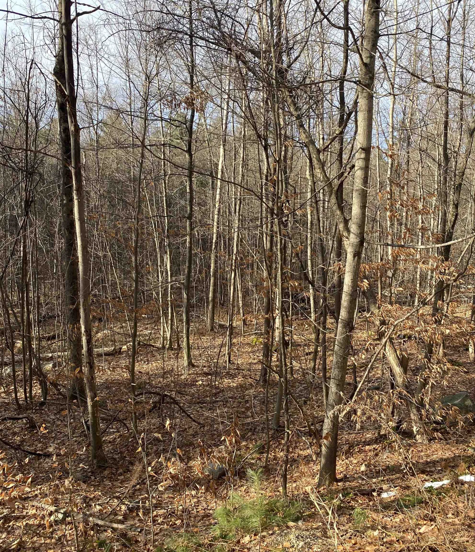 8 Fred Johnson Circle Middlebury VT 05753