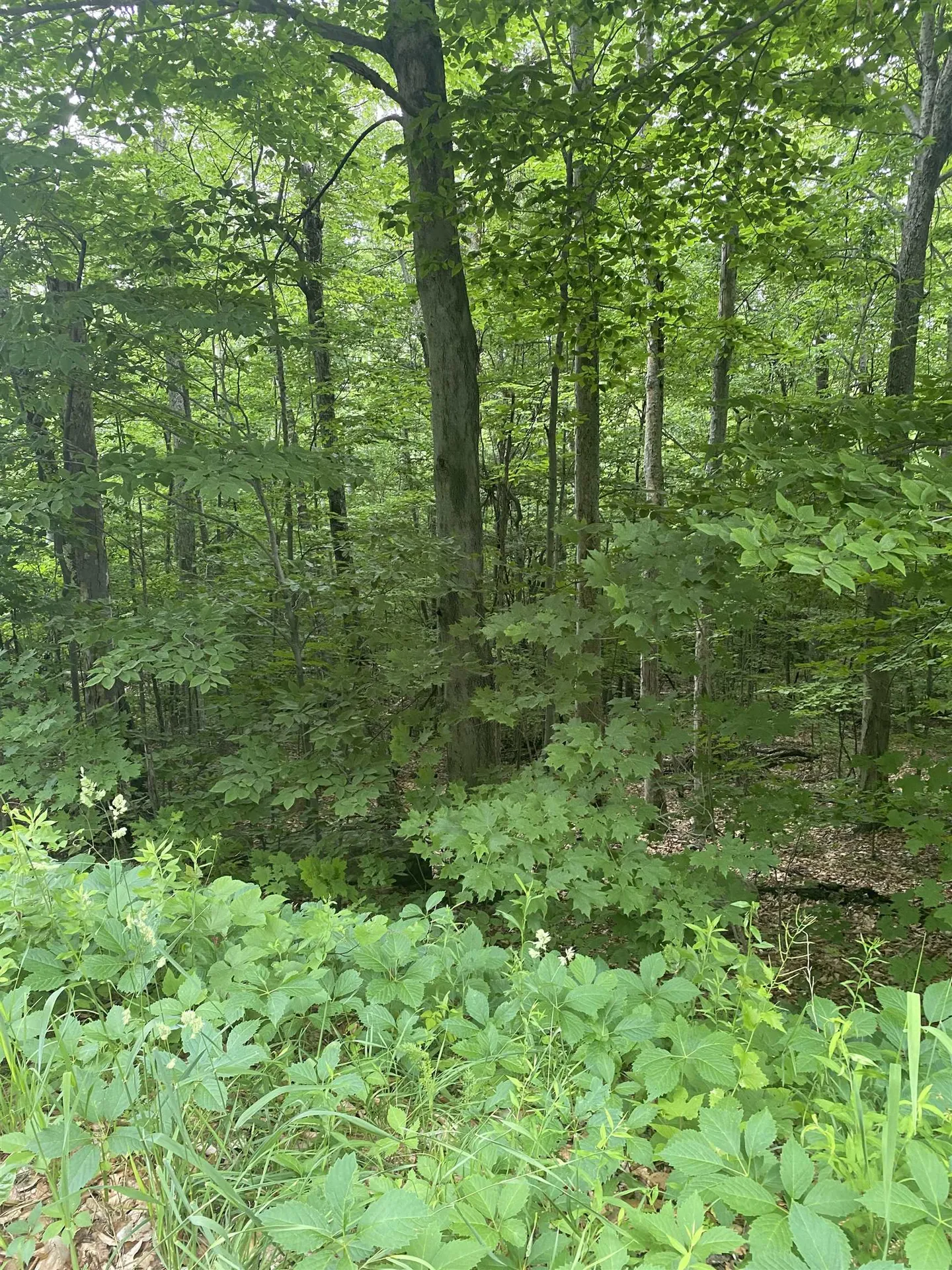 8 Fred Johnson Circle Middlebury VT 05753