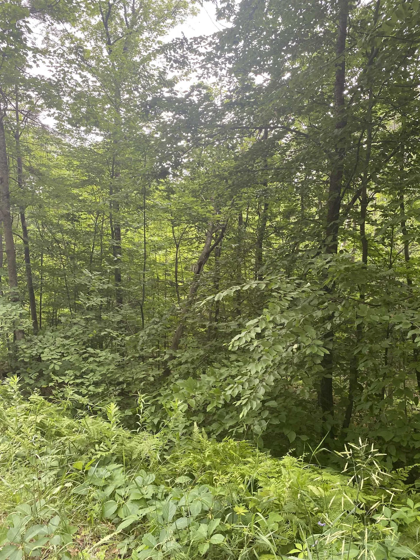 8 Fred Johnson Circle Middlebury VT 05753