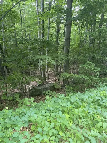 8 Fred Johnson Circle Middlebury VT 05753