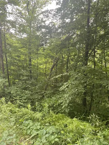 8 Fred Johnson Circle Middlebury VT 05753