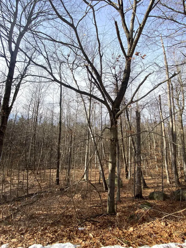 6 Fred Johnson Circle Middlebury VT 05753