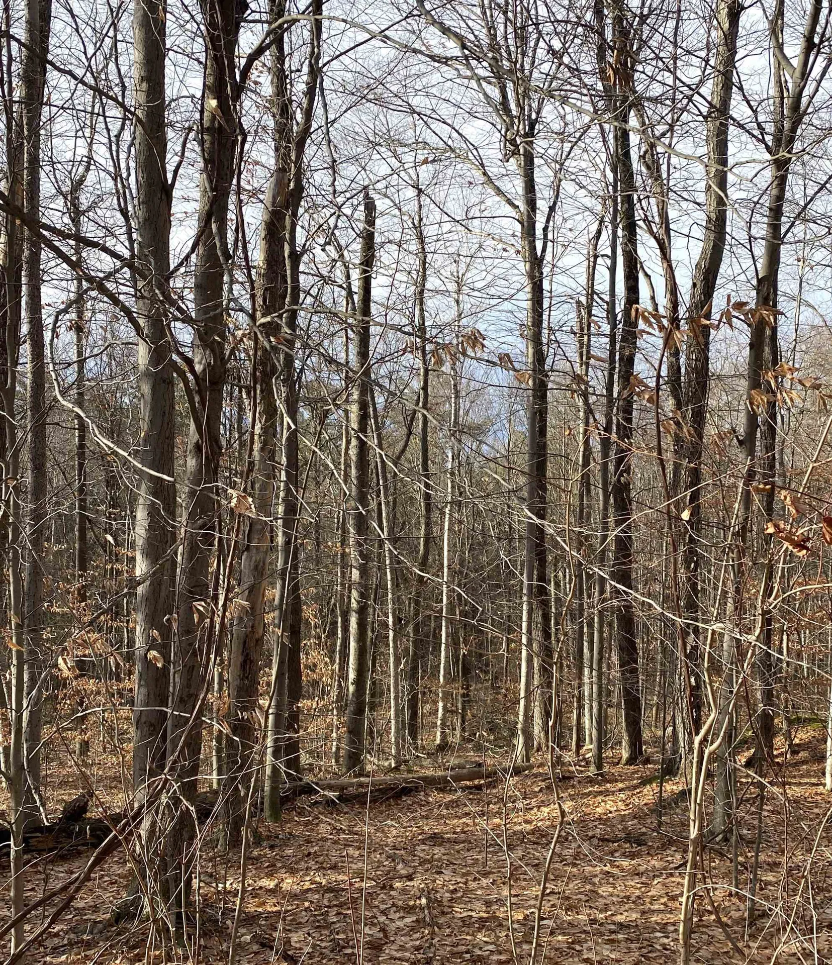 6 Fred Johnson Circle Middlebury VT 05753