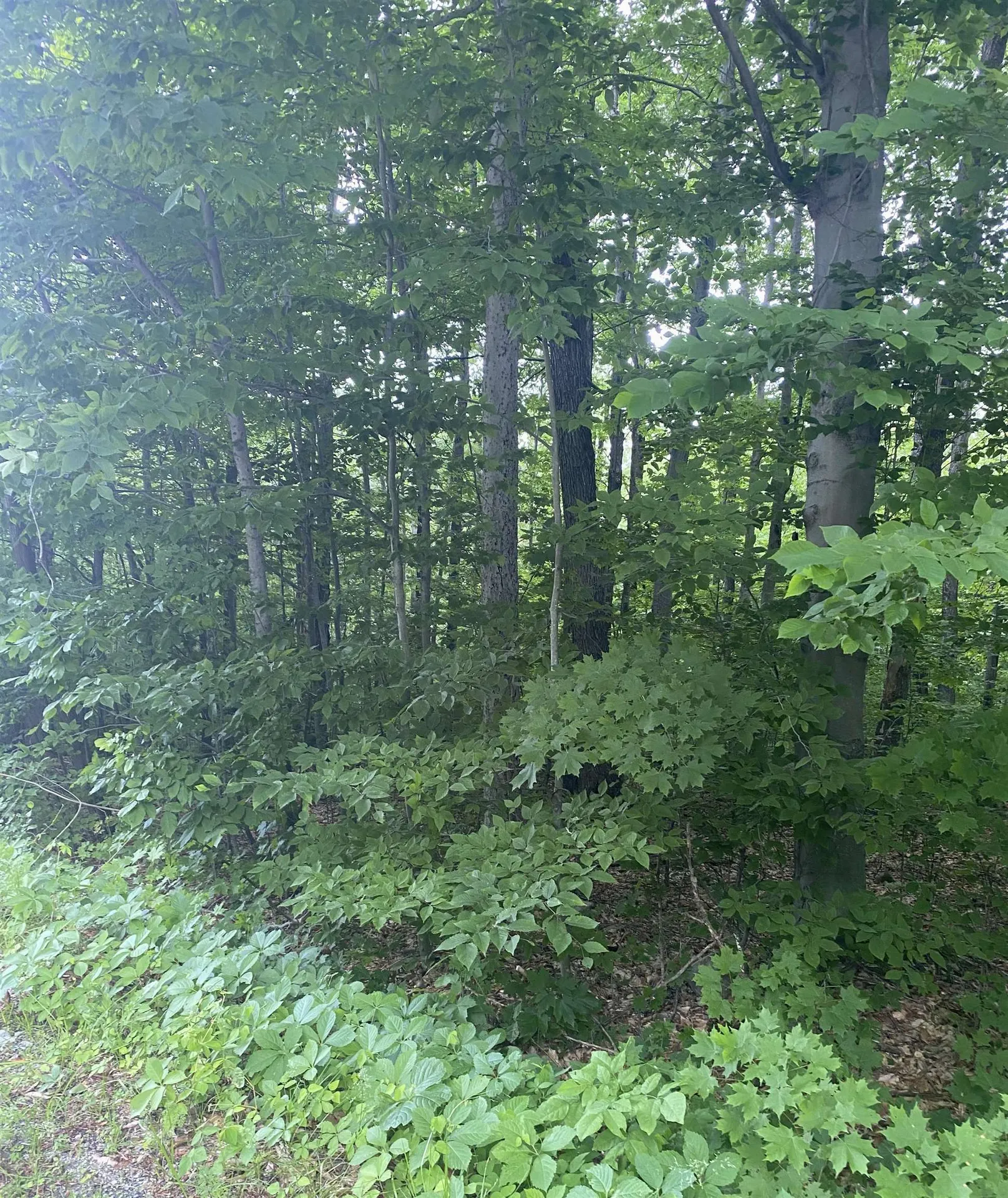 6 Fred Johnson Circle Middlebury VT 05753