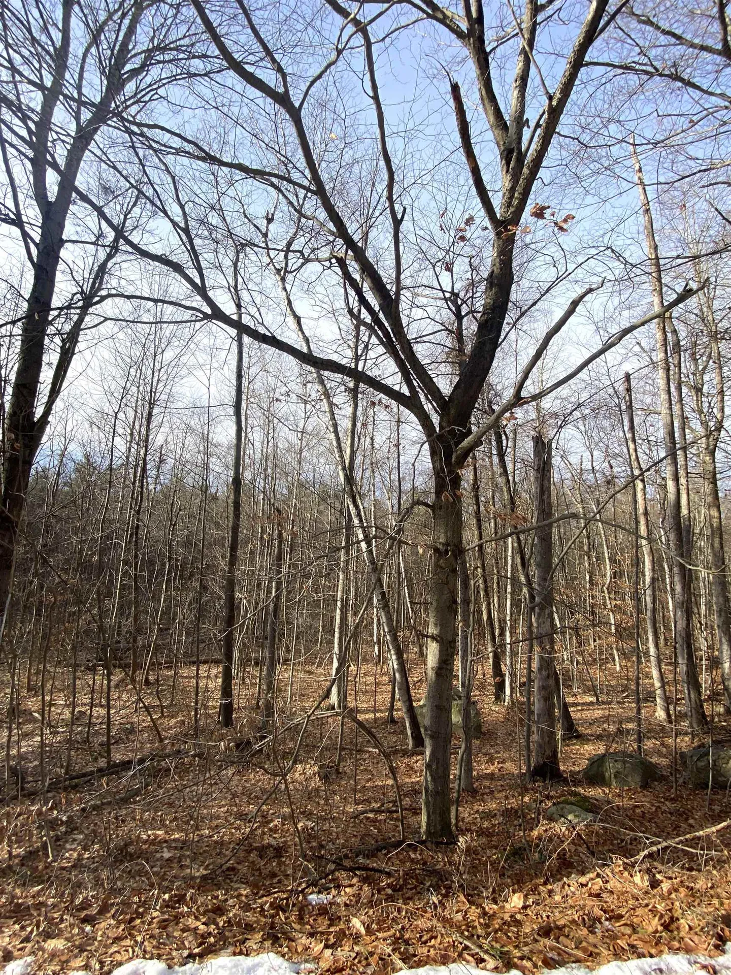 6 Fred Johnson Circle Middlebury VT 05753