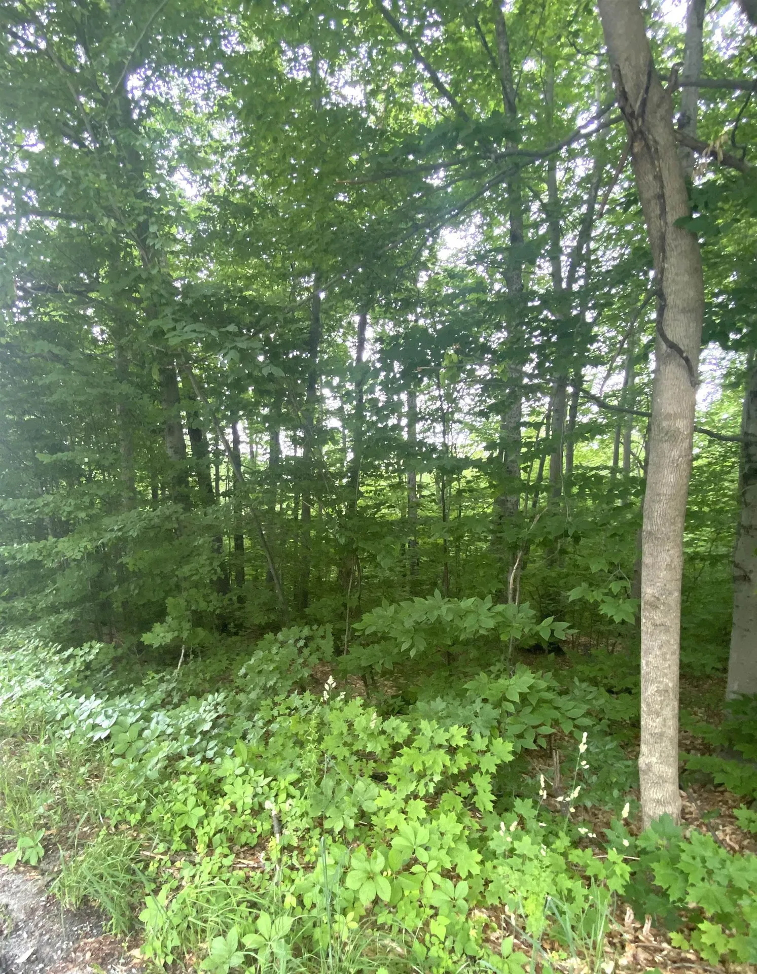 6 Fred Johnson Circle Middlebury VT 05753