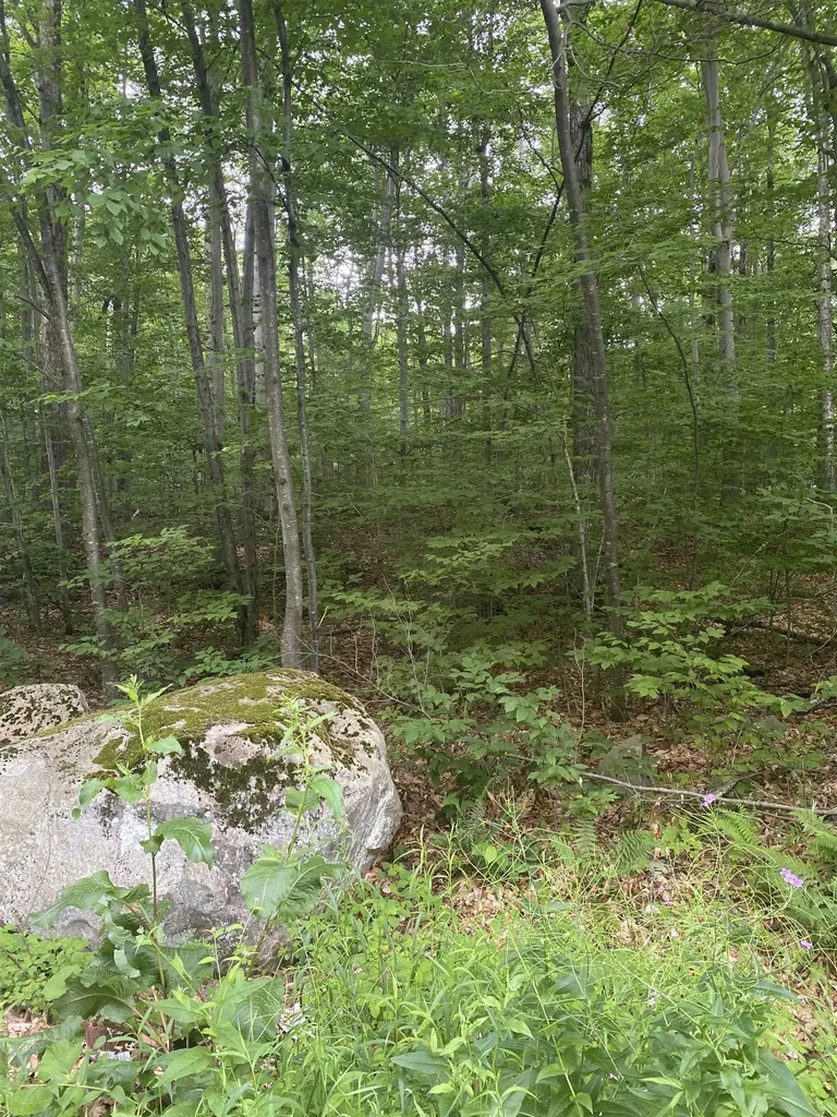 20 Forest Ridge Drive Middlebury VT 05753