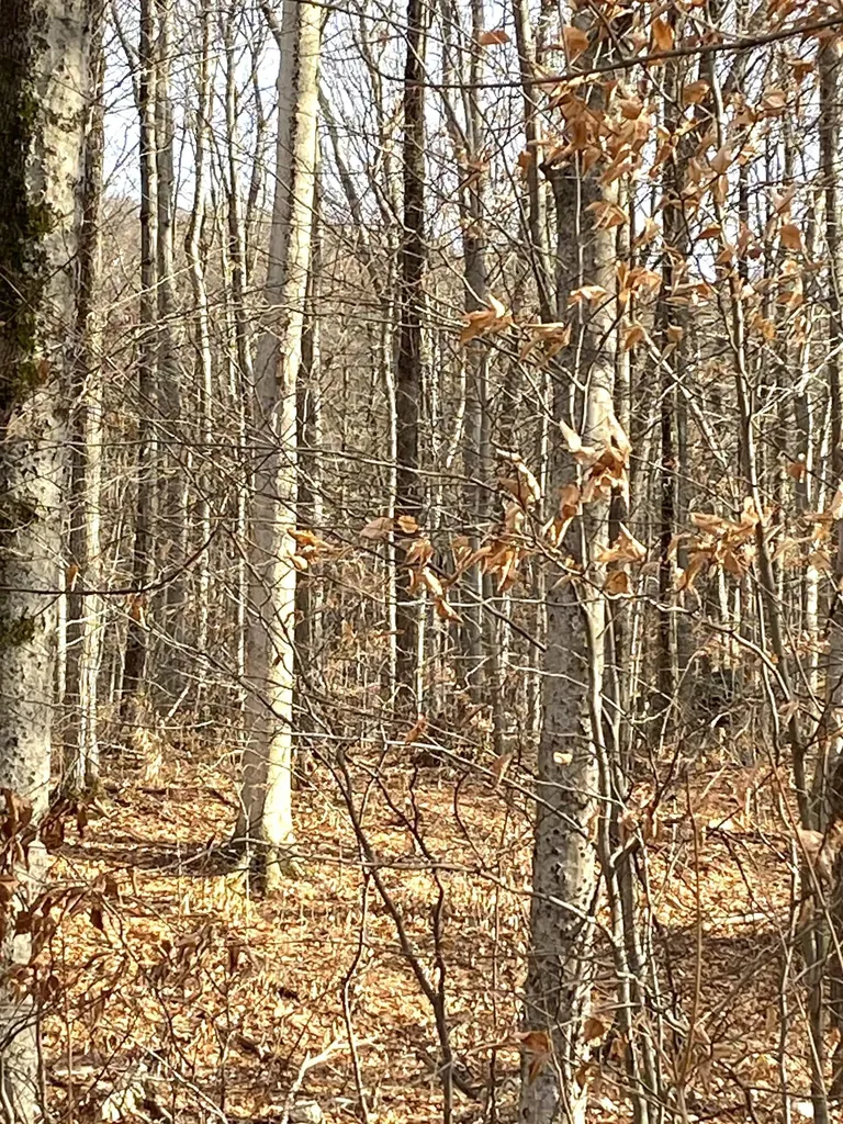 20 Forest Ridge Drive Middlebury VT 05753