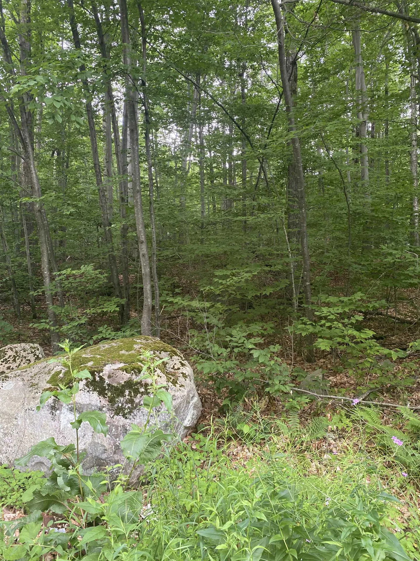 20 Forest Ridge Drive Middlebury VT 05753