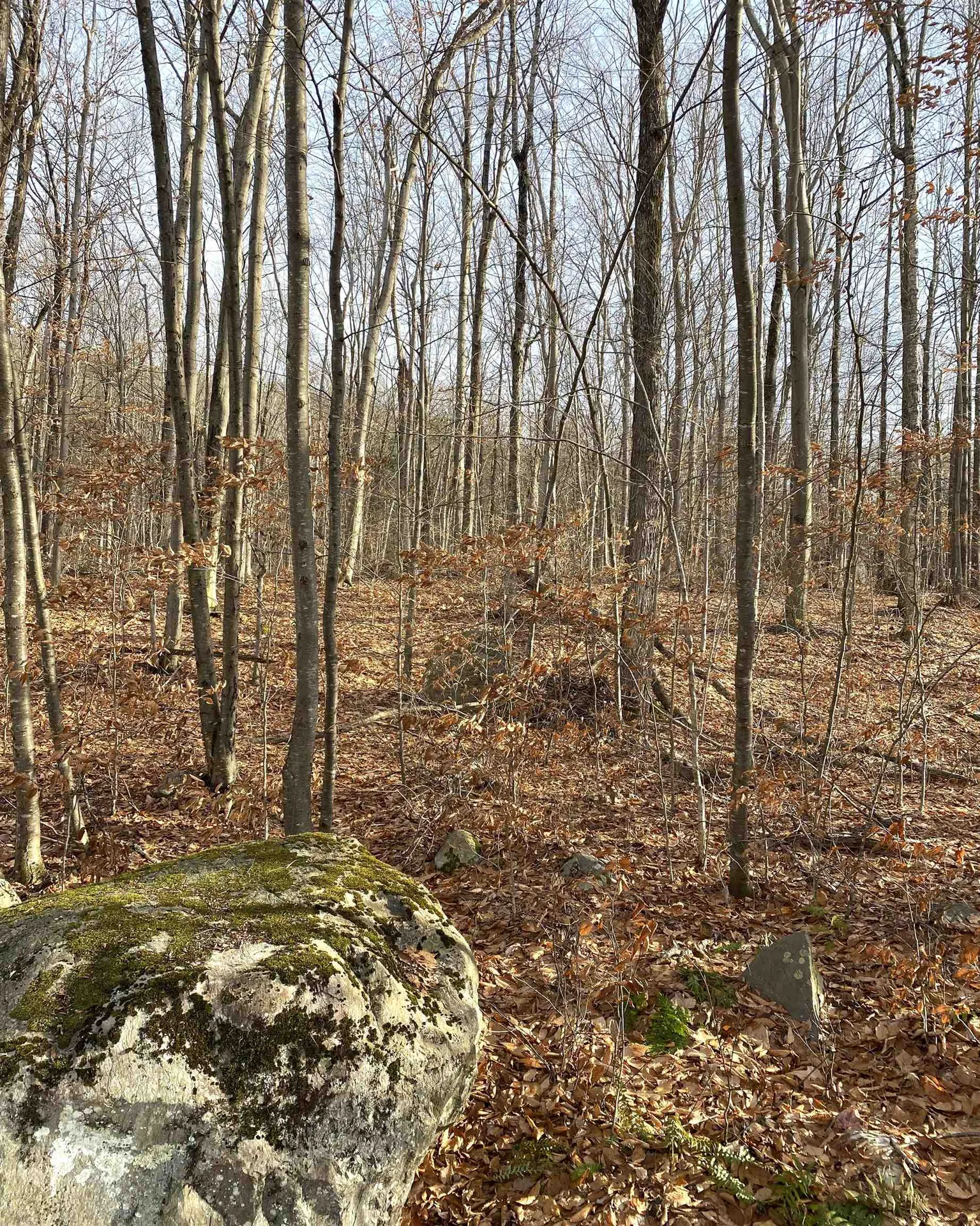 20 Forest Ridge Drive Middlebury VT 05753