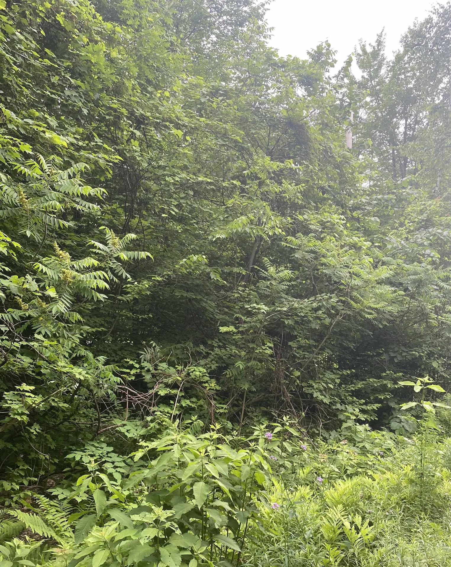 20 Forest Ridge Drive Middlebury VT 05753
