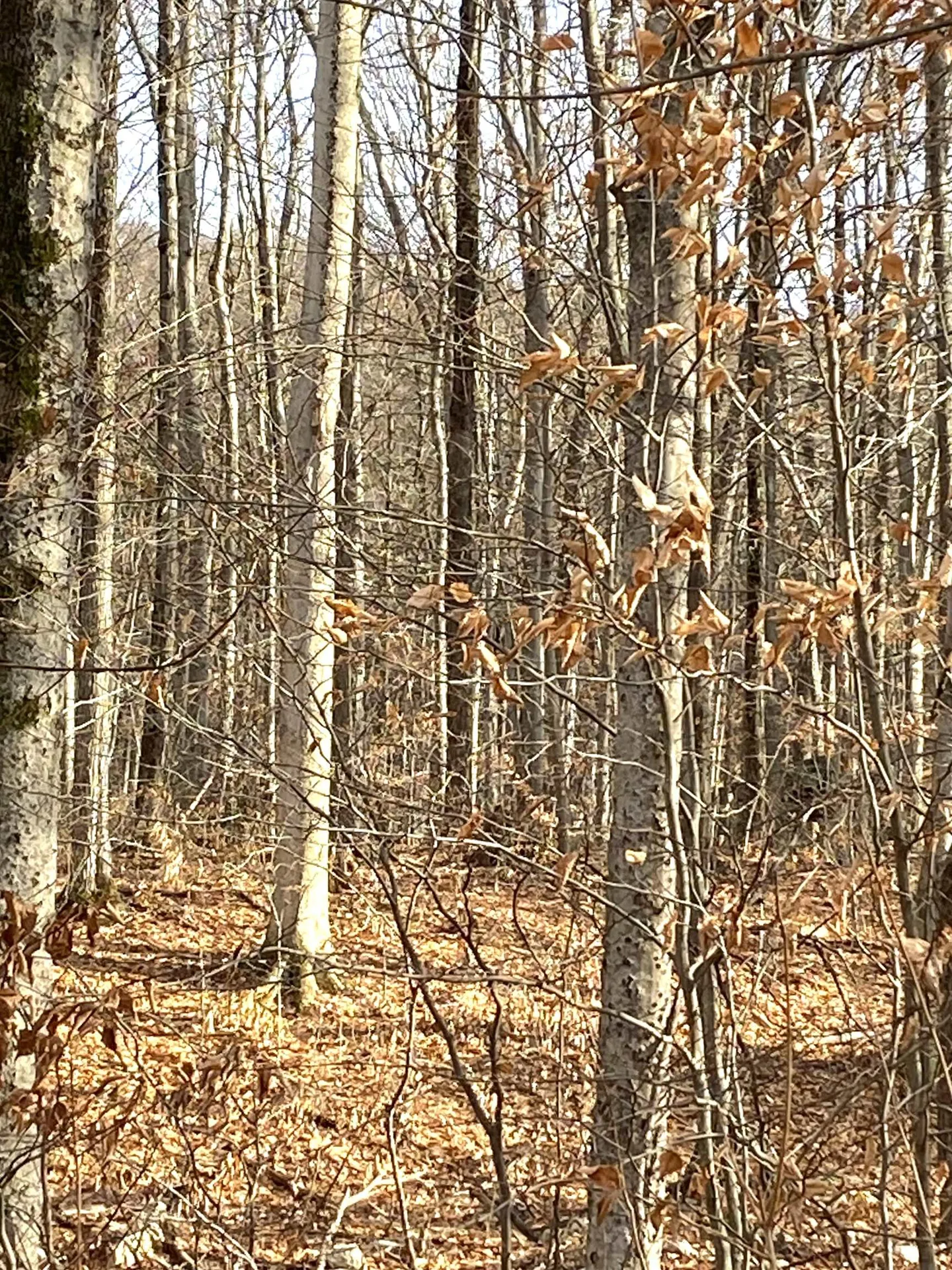 20 Forest Ridge Drive Middlebury VT 05753