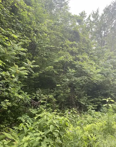 20 Forest Ridge Drive Middlebury VT 05753