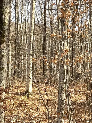 20 Forest Ridge Drive Middlebury VT 05753