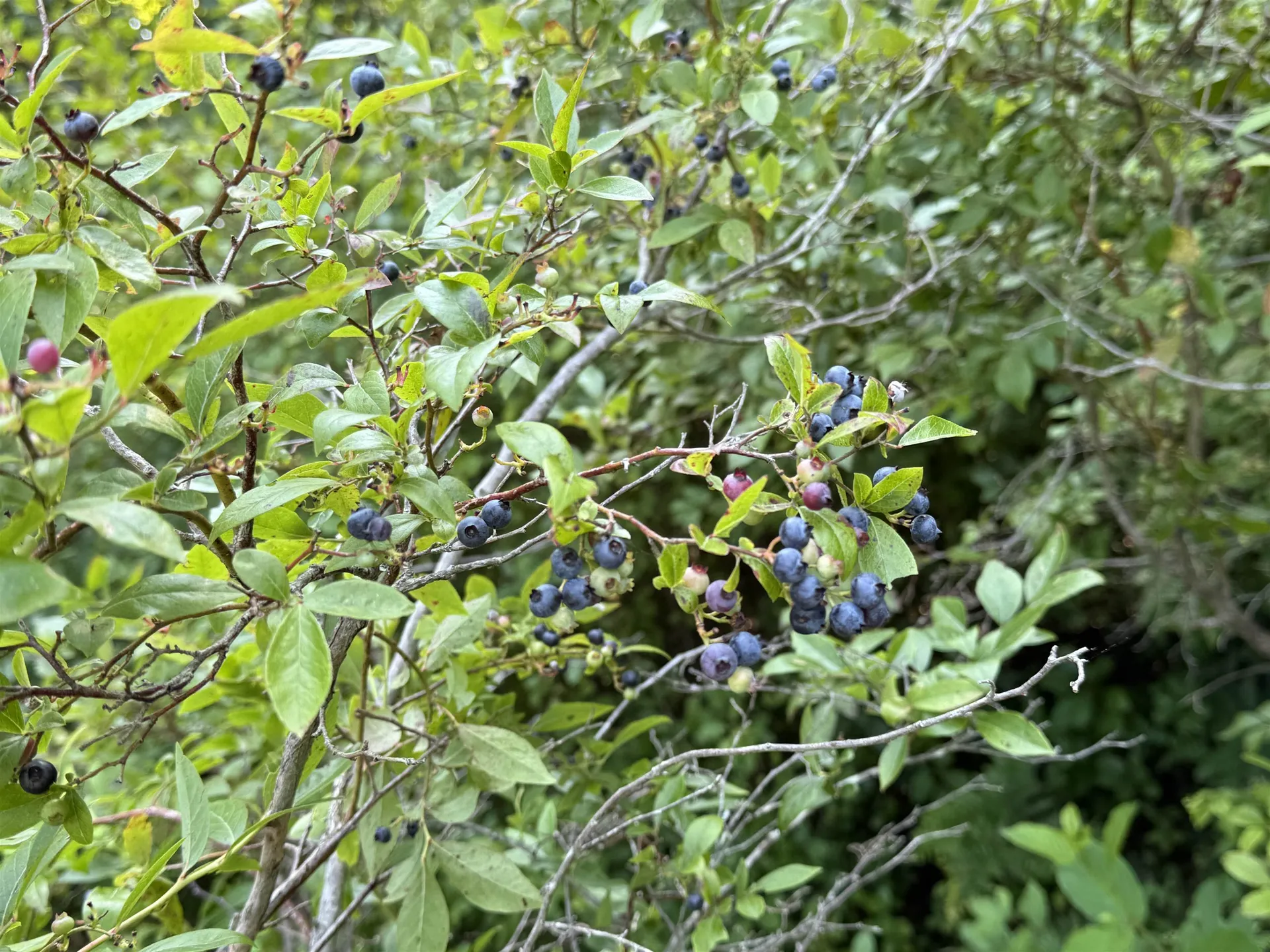 10-2 Ingalls Road Jaffrey NH 03452