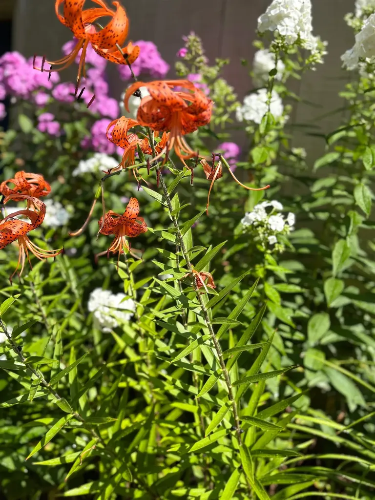 38 Old Manchester Road Amherst NH 03031