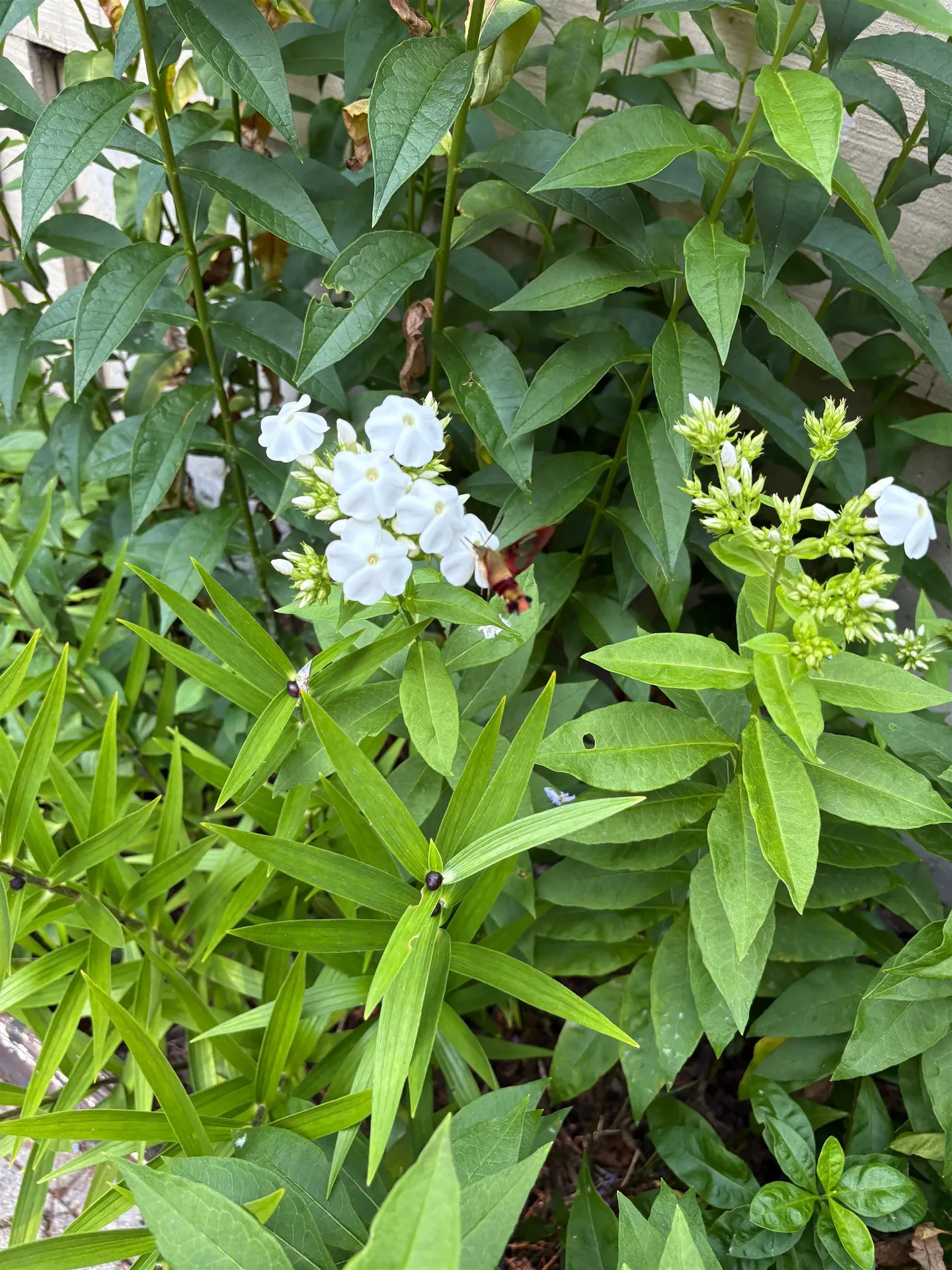 38 Old Manchester Road Amherst NH 03031