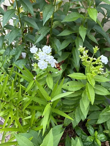 38 Old Manchester Road Amherst NH 03031