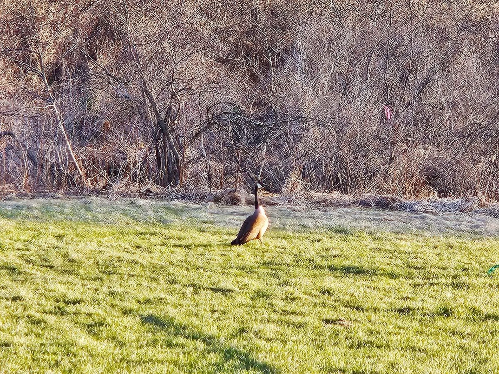 Lot 12 Paradis Lane Bakersfield VT 05450