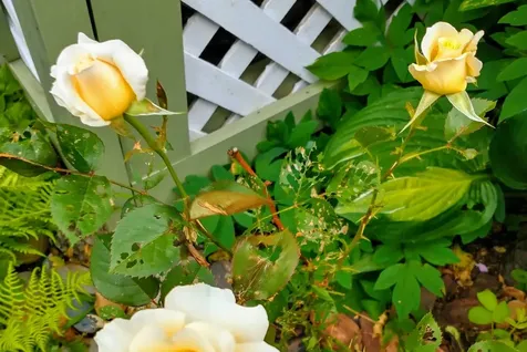 16 Brown Drive Hinsdale NH 03451