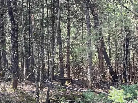 Simms Stream Road Columbia NH 03576