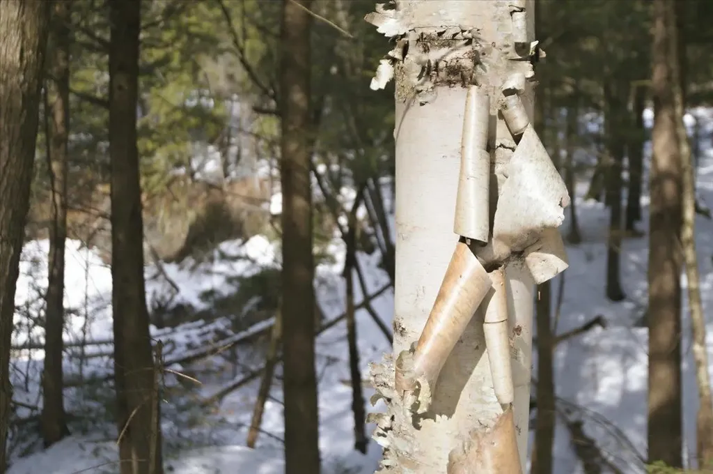 3 Hummingbird Lane Waitsfield VT 05673