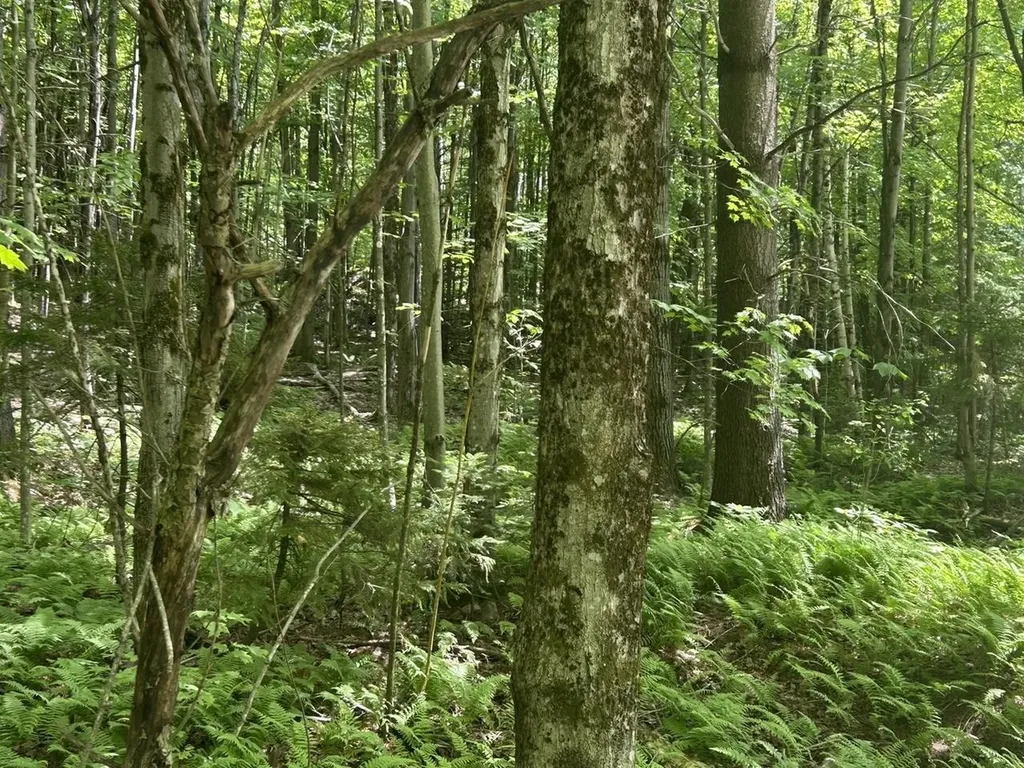 0 Rushford Valley Road Montgomery VT 05471