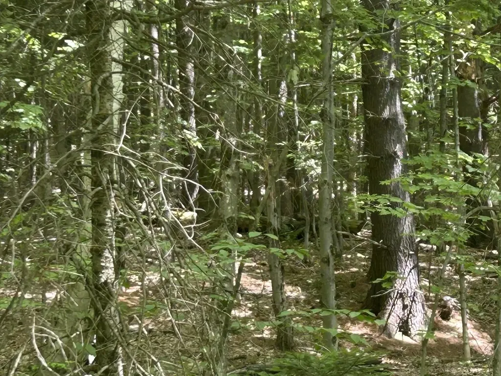 0 Rushford Valley Road Montgomery VT 05471