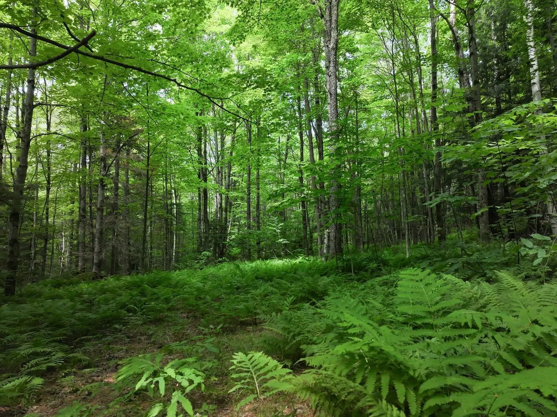 0 Rushford Valley Road Montgomery VT 05471