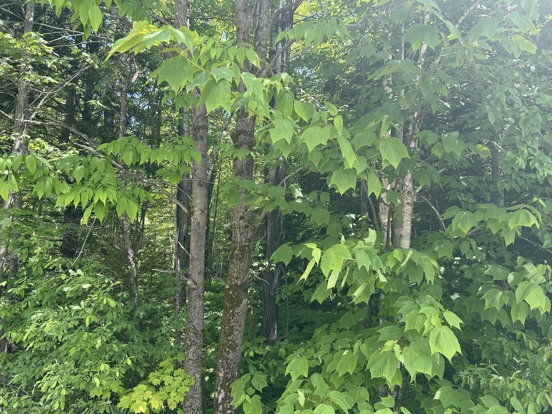 0 Rushford Valley Road Montgomery VT 05471