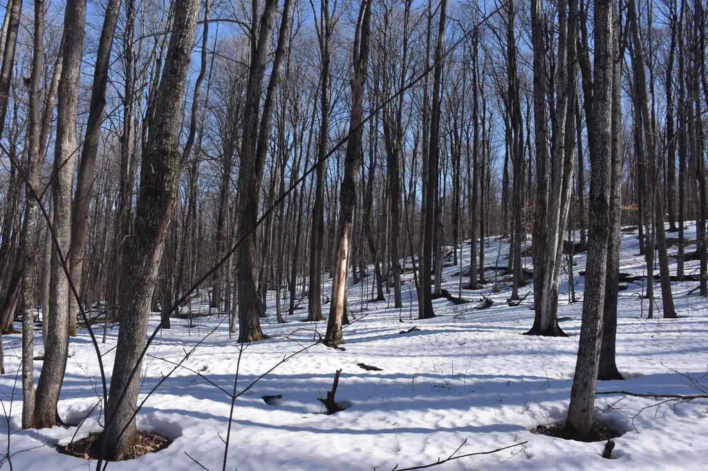 397 Winch Hill Extension Roxbury VT 05663