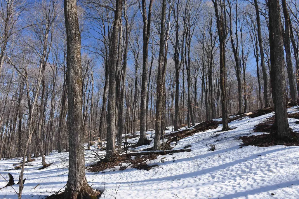 397 Winch Hill Extension Roxbury VT 05663