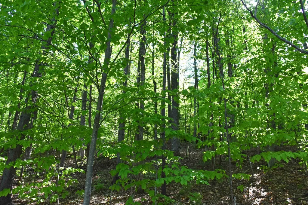 397 Winch Hill Extension Roxbury VT 05663
