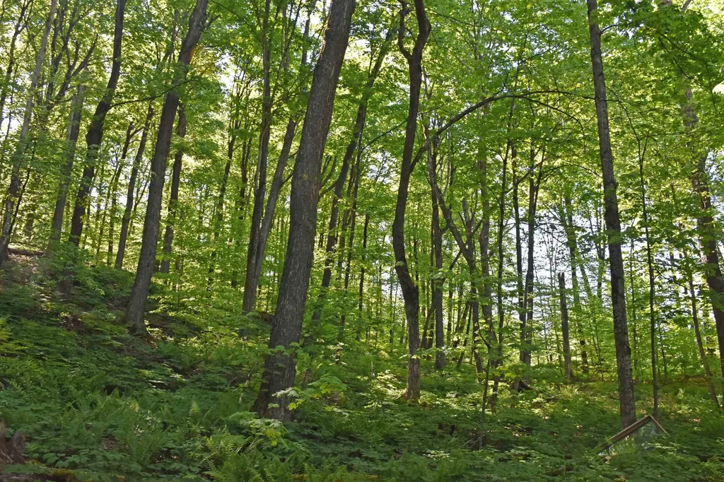 397 Winch Hill Extension Roxbury VT 05663