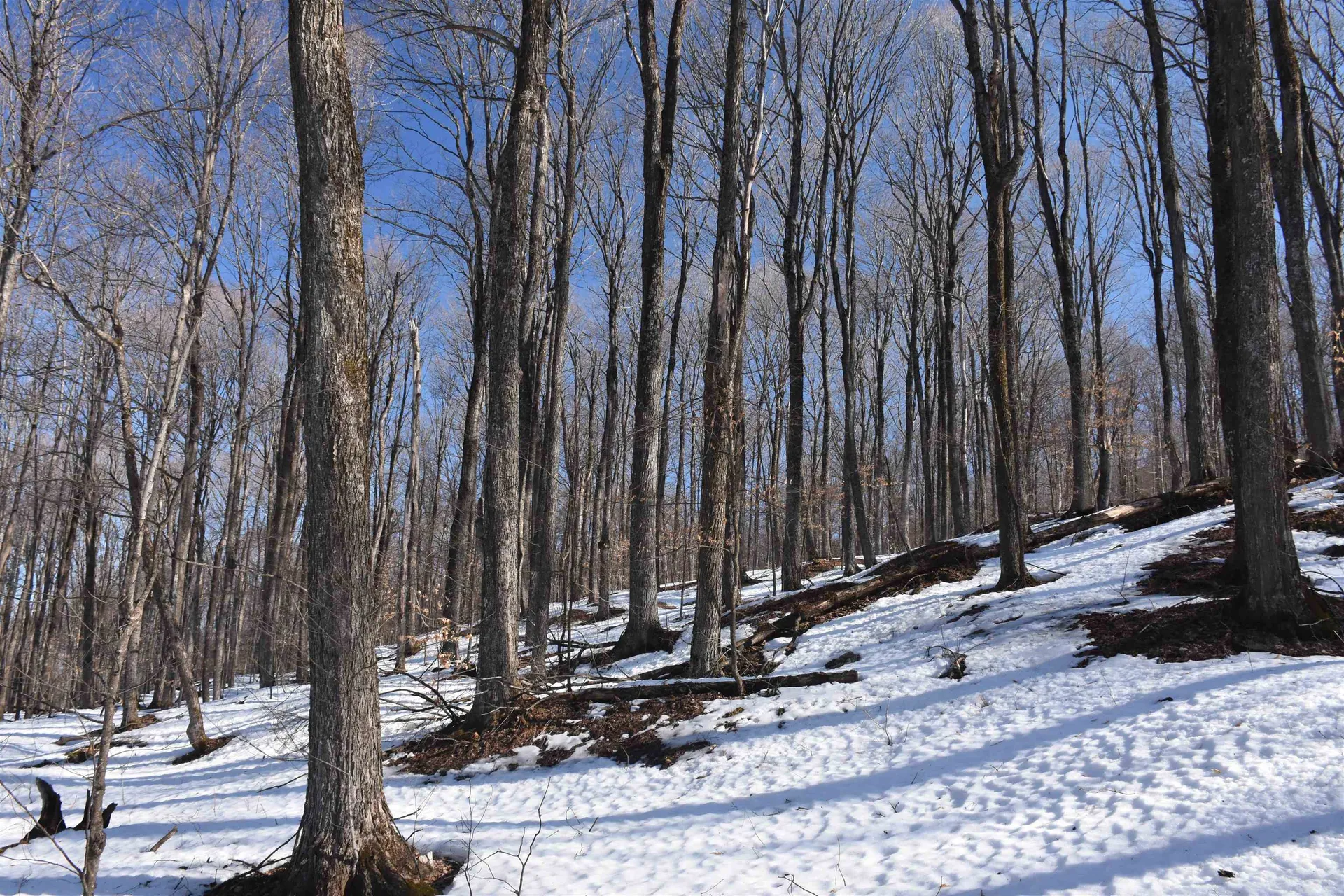 397 Winch Hill Extension Roxbury VT 05663