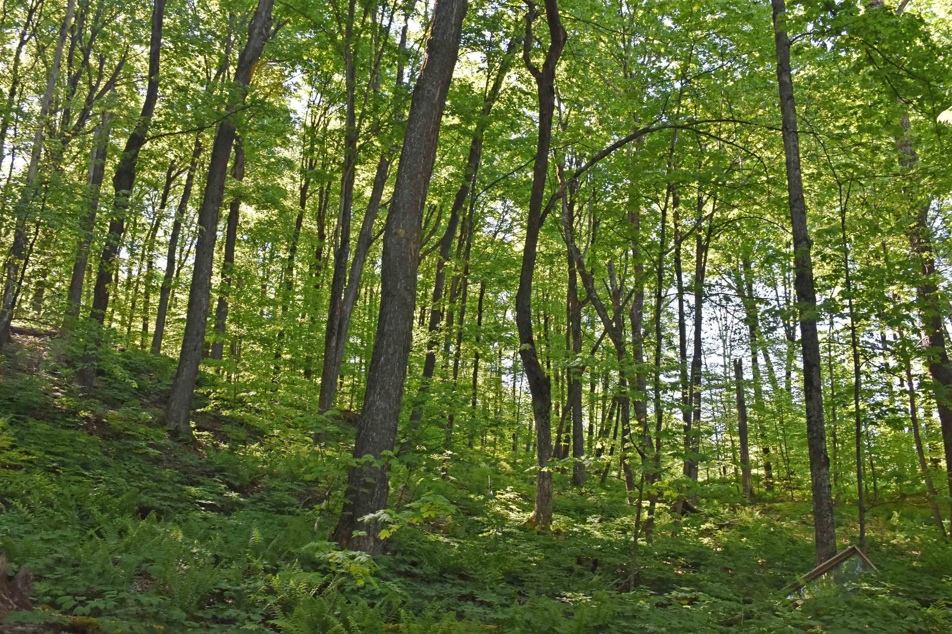 397 Winch Hill Extension Roxbury VT 05663