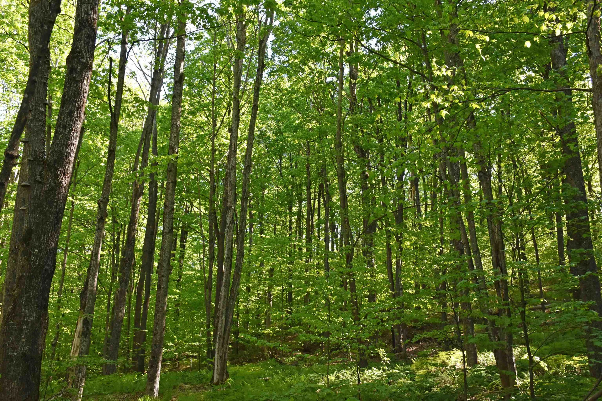 397 Winch Hill Extension Roxbury VT 05663