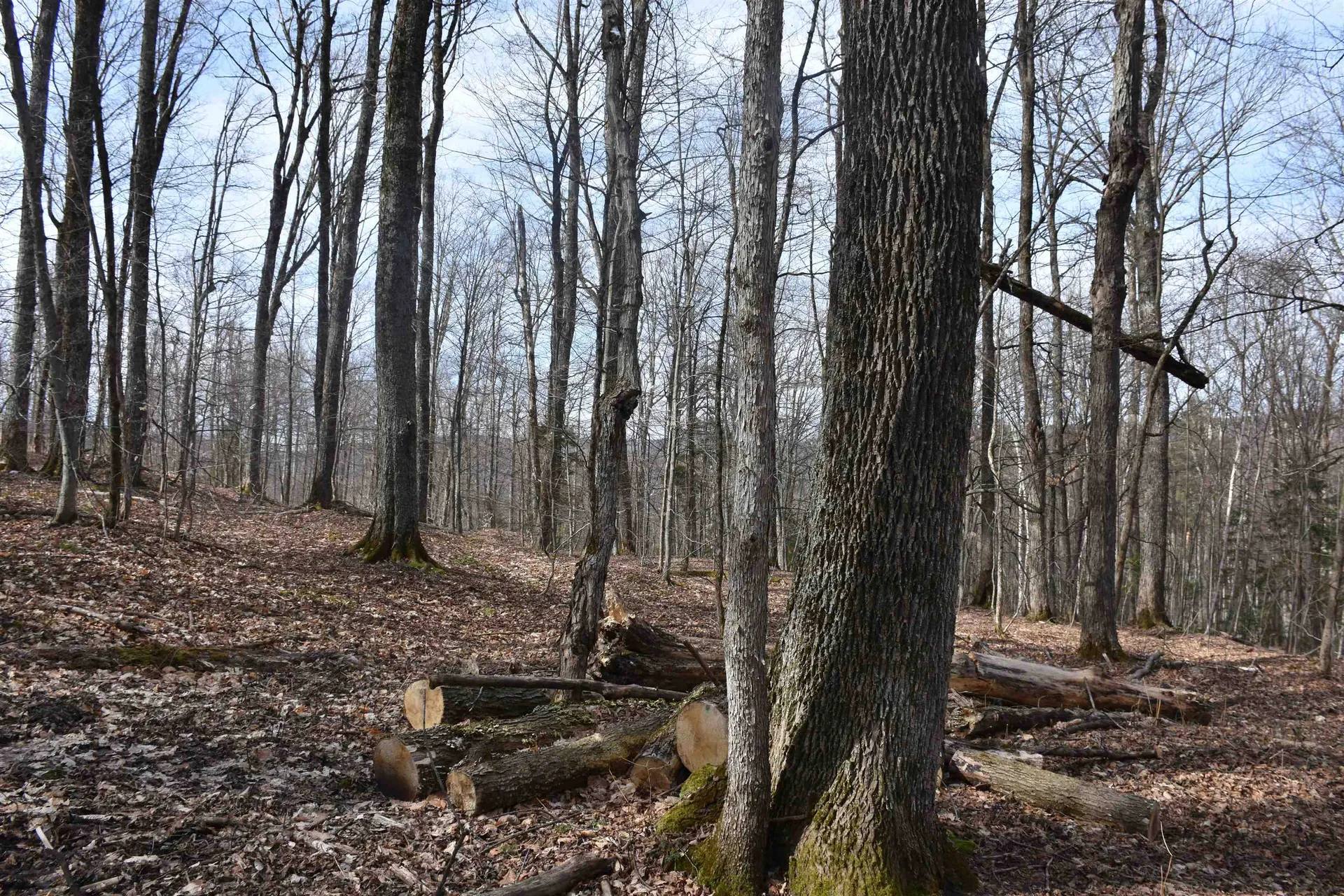 397 Winch Hill Extension Roxbury VT 05663