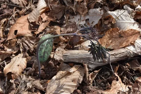 397 Winch Hill Extension Roxbury VT 05663