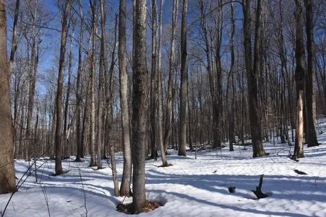 397 Winch Hill Extension Roxbury VT 05663