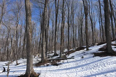 397 Winch Hill Extension Roxbury VT 05663