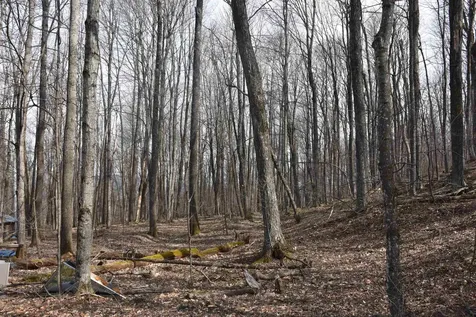 397 Winch Hill Extension Roxbury VT 05663