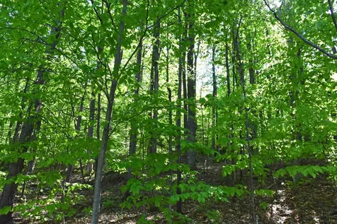 397 Winch Hill Extension Roxbury VT 05663