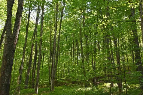 397 Winch Hill Extension Roxbury VT 05663