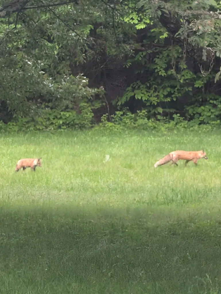 83 Deer Run Lane Westford VT 05494